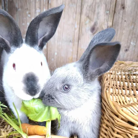 Apartman Schleicherhof Ii