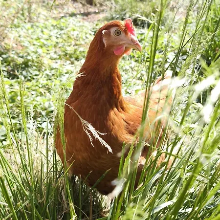 Apartman Schleicherhof Ii