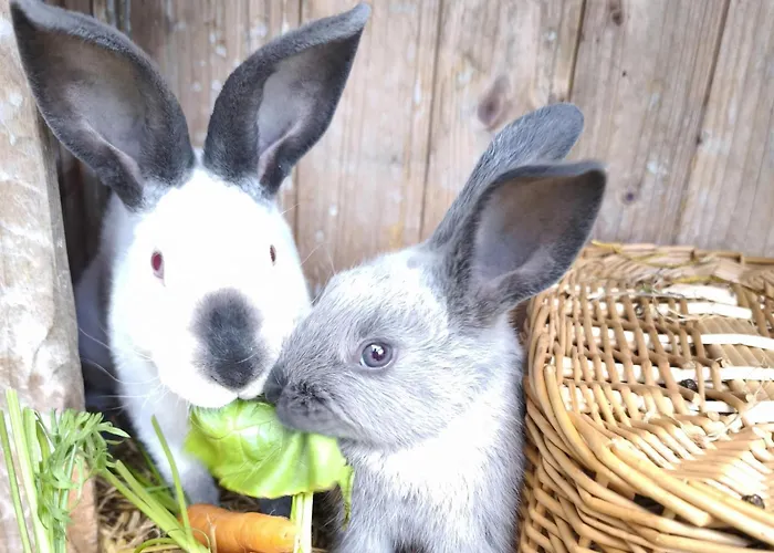 Apartment Schleicherhof Ii