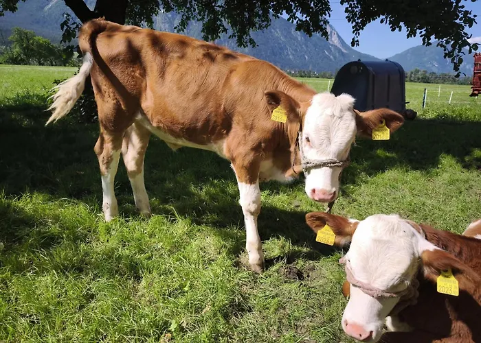 Apartment Schleicherhof Ii
