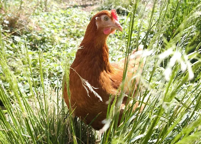 Apartment Schleicherhof Ii